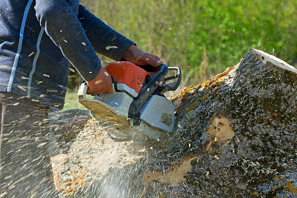 Best Best Tree Removal Services  in Chehalis, WA